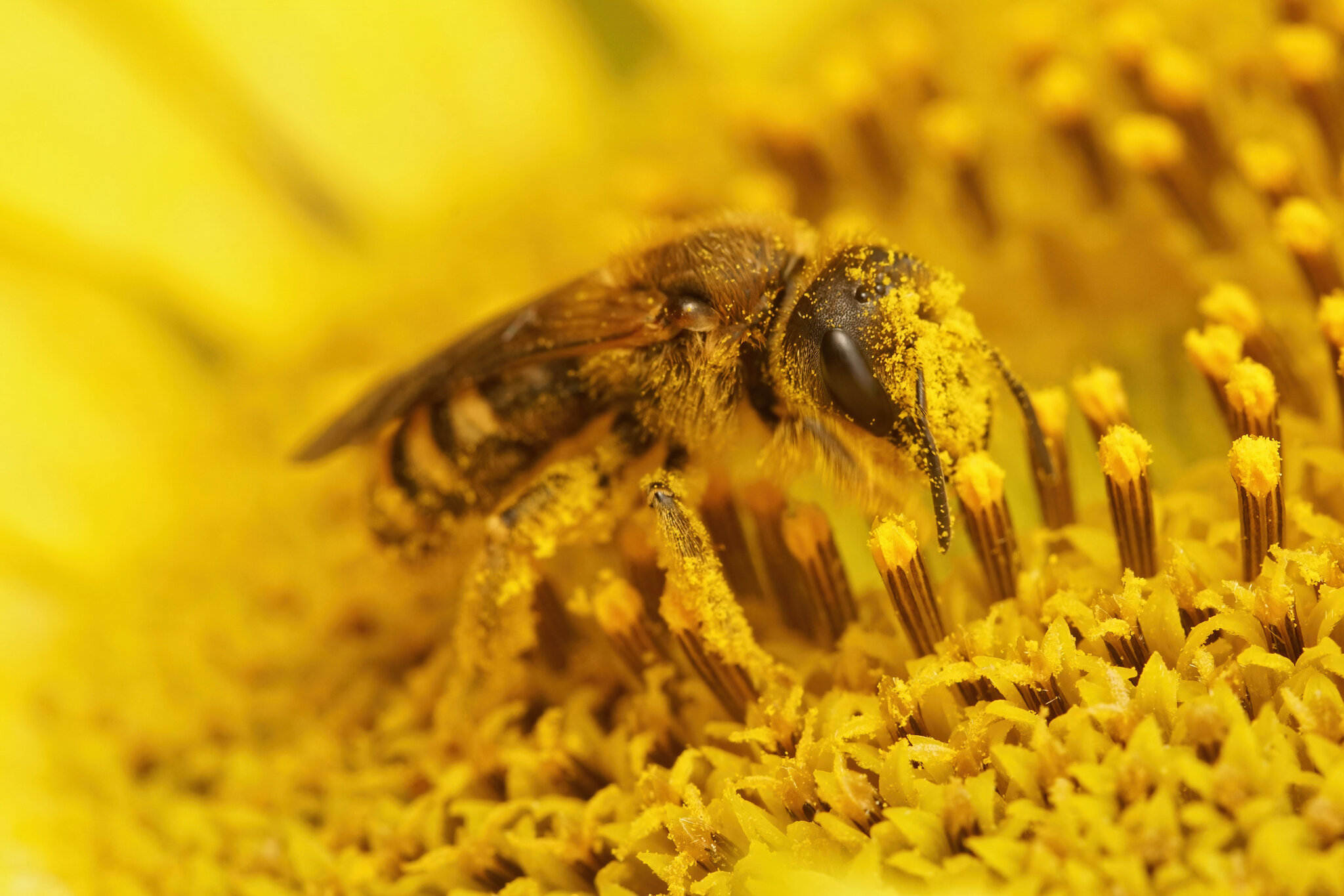 Combating pollen in pool water for a clear and safe swim season